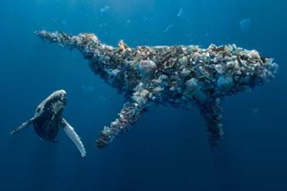 Better Planet Packaging Whale